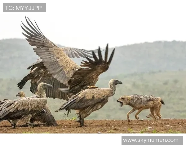 乌干达与南非精彩对决录像回放全程分析与精彩瞬间回顾